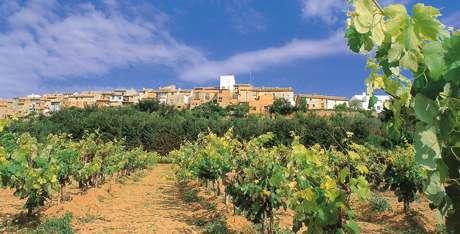Viñedos de Requena en la Comunitat Valenciana
