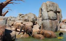 Bioparc València, espai per als animals