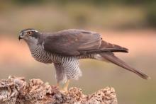 Contempla lo nunca visto con Birdwatching Spain