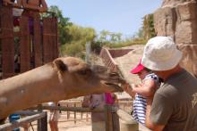 Duerme entre animales en el Magic Natura Bungalow Park de Benidorm