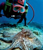 Scorpora (ACUC)