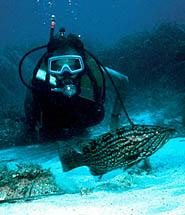 Mare Nostrum (Ssi)