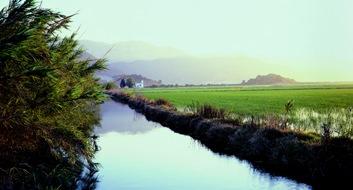 El Parc Natural de l'Albufera