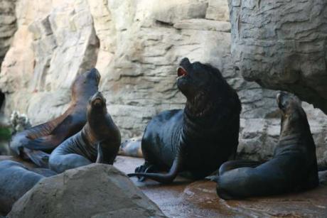 Die Oceanogràfic, billiger im November