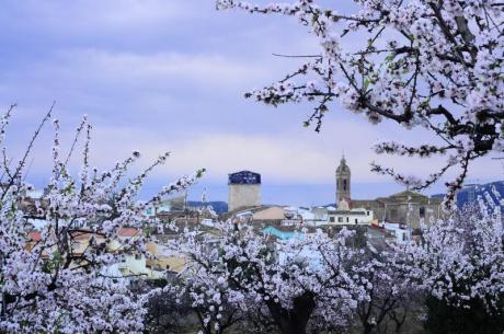 La primavera esclata en Feslalí, ‘Alcalalí en flor’