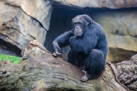 Animaux sauvages au Bioparc de Valencia