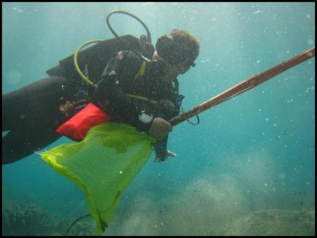 Limpieza submarina y litoral de Benissa