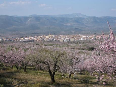 Découvrez Albocàsser : le temps des fleurs d'amandier