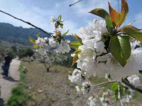 Cerezos en flor en Vall de la Gallinera